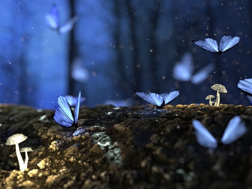 Butterflies